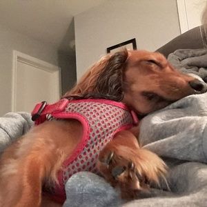 Meet your Posher, Joyce